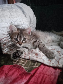 Отдам котят в добрые руки