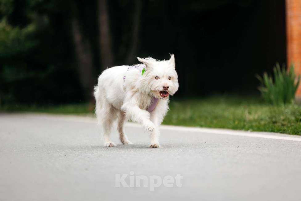 Собаки в Москве: Очаровательный белый пёсик Банди в дар Мальчик, 1 руб. - фото 4