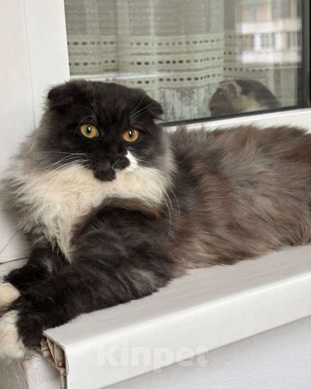 Кошки в Москве: Котик Бруно в добрые руки  Мальчик, Бесплатно - фото 2