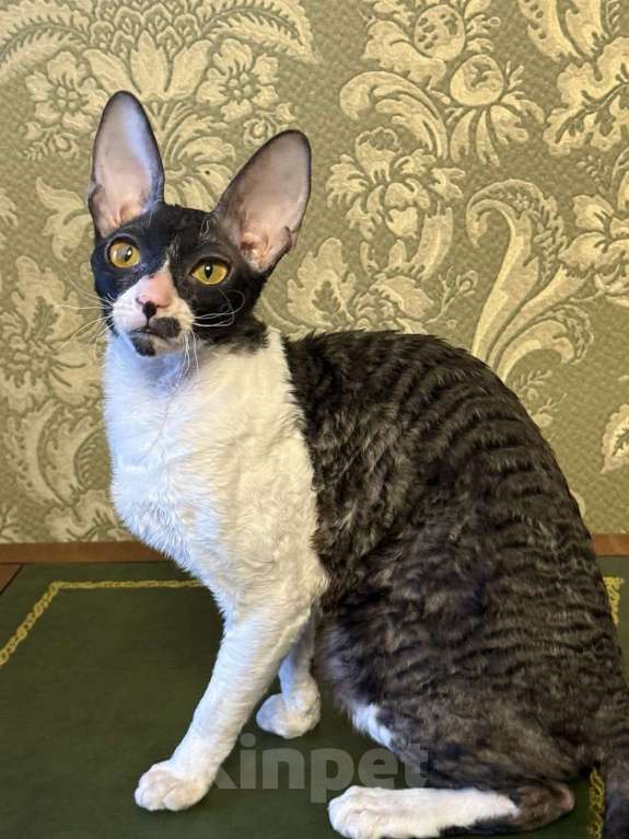 Кошки в Санкт-Петербурге: Корниш -рекс  Девочка, 40 000 руб. - фото 1