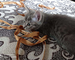 Кошки в Воскресенске: Дымочка Девочка, Бесплатно - фото 1