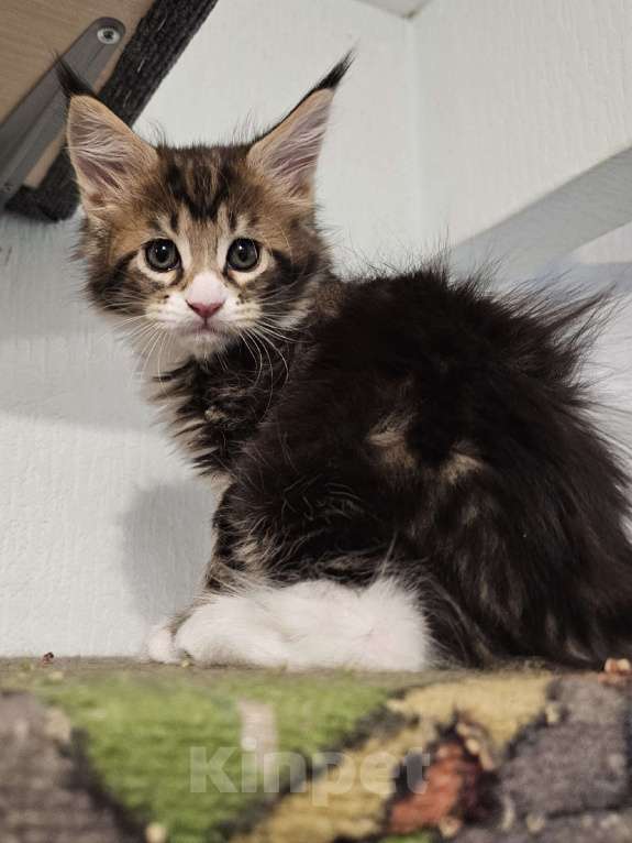 Кошки в Ижевске: Котята Мейн-кун Разнополые, 10 000 руб. - фото 3