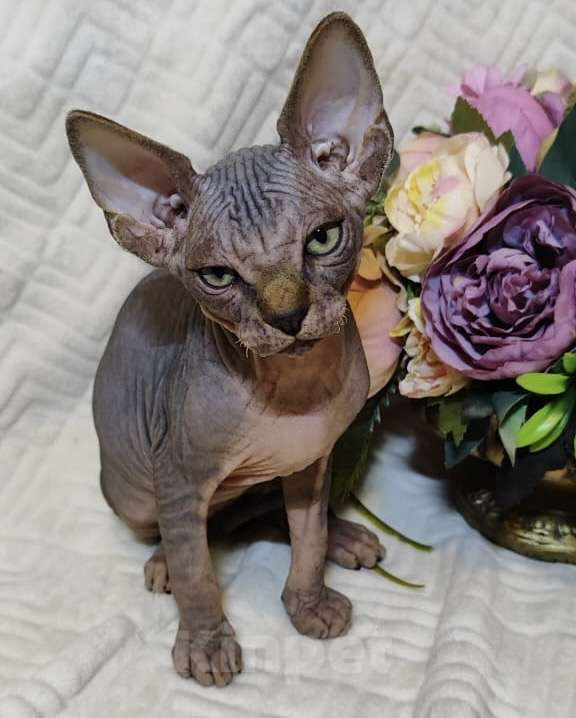 Кошки в Москве: Канадский сфинкс котенок Мальчик, 50 000 руб. - фото 2
