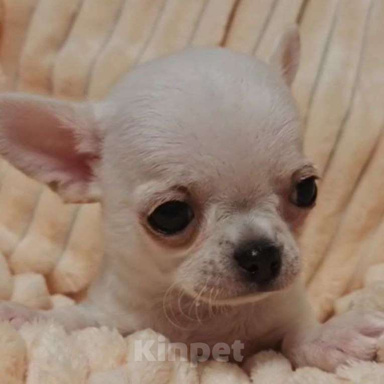 Собаки в Москве: Чихуахуа мальчик Мальчик, 40 000 руб. - фото 1