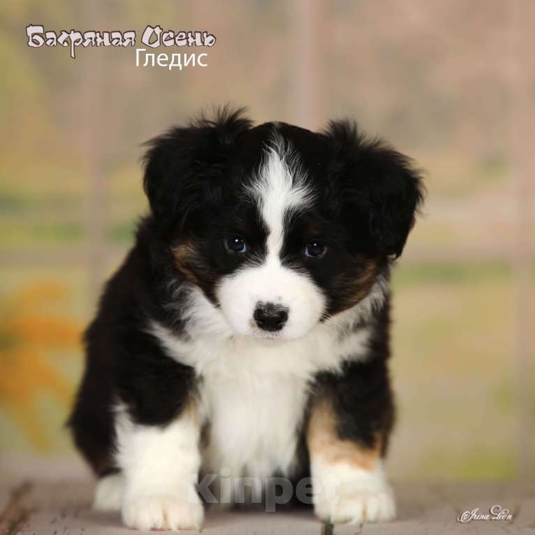 Собаки в других городах Московской области: Продается девочка миниаусси Девочка, 80 000 руб. - фото 5