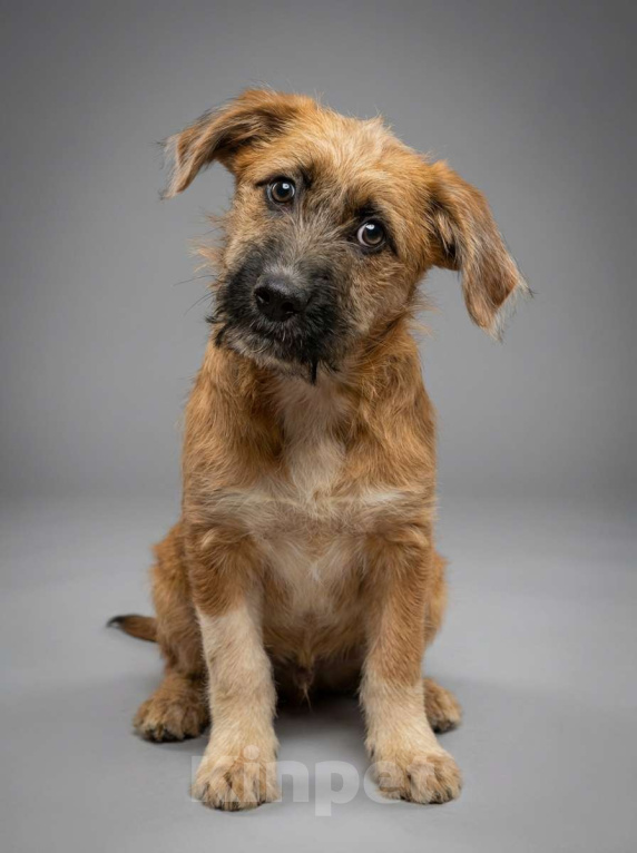 Собаки в Москве: Мультяшный мальчишка – из недавно спасенной семейки Мальчик, Бесплатно - фото 1