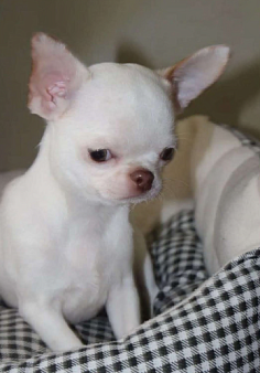 Белый мальчик чихуахуа