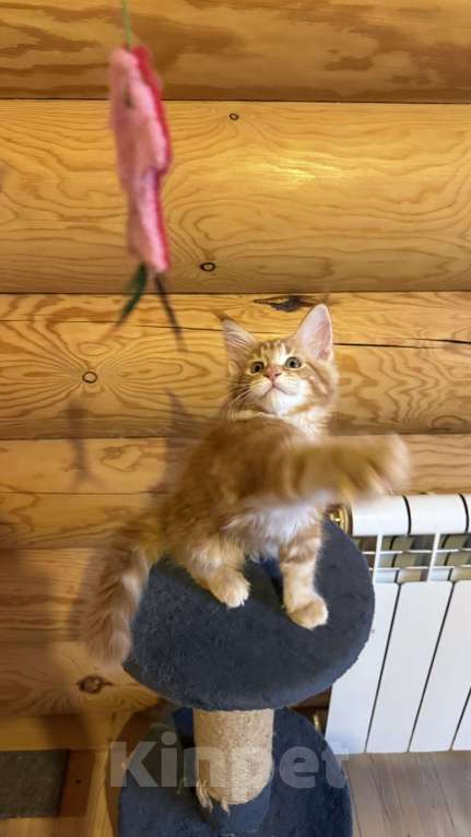 Кошки в Барнауле: Кошечка Мейн-кун Девочка, 28 000 руб. - фото 4