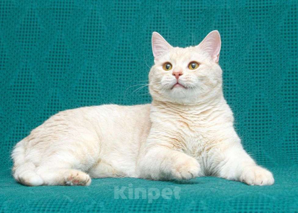 Кошки в Москве: Снежок ищет дом Мальчик, Бесплатно - фото 2