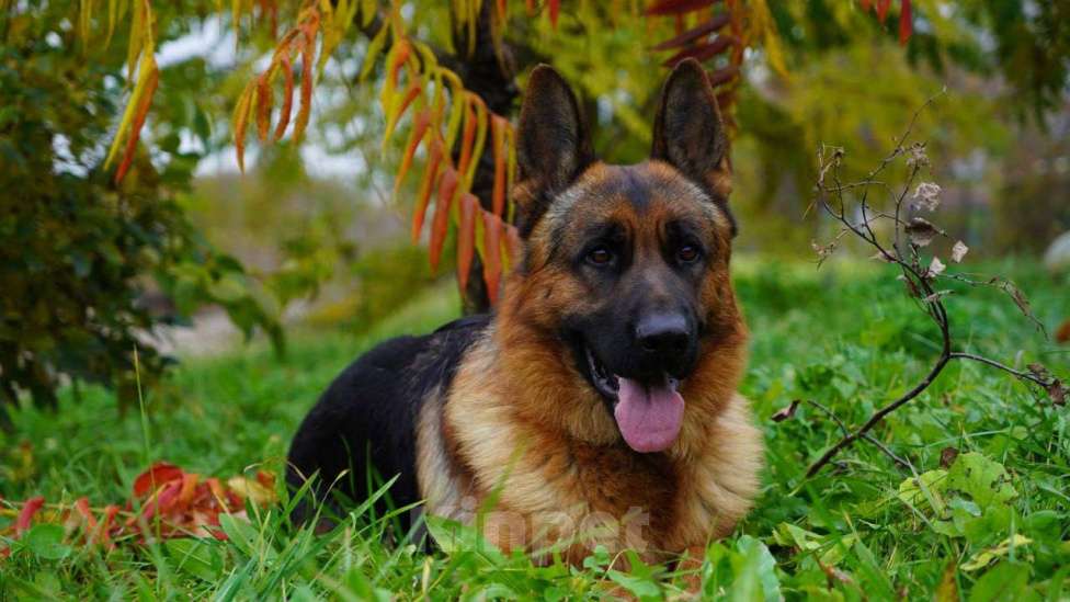 Собаки в Москве: Немецкая овчарка взрослый кобель Мальчик, 250 000 руб. - фото 2
