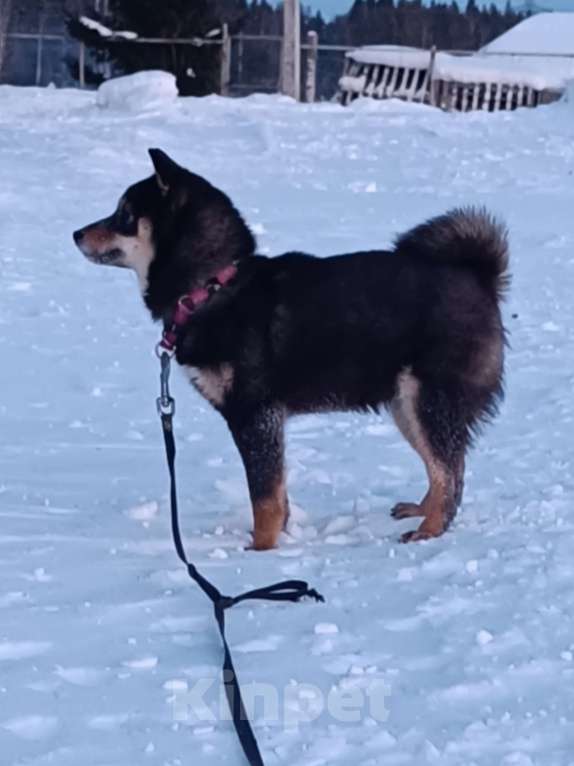 Собаки в других городах Ленинградской области: Сиба черно-подпалая Девочка, 90 000 руб. - фото 3