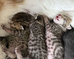 Кошки в Симферополе: домашние, здоровые котята Мальчик, 30 руб. - фото 1