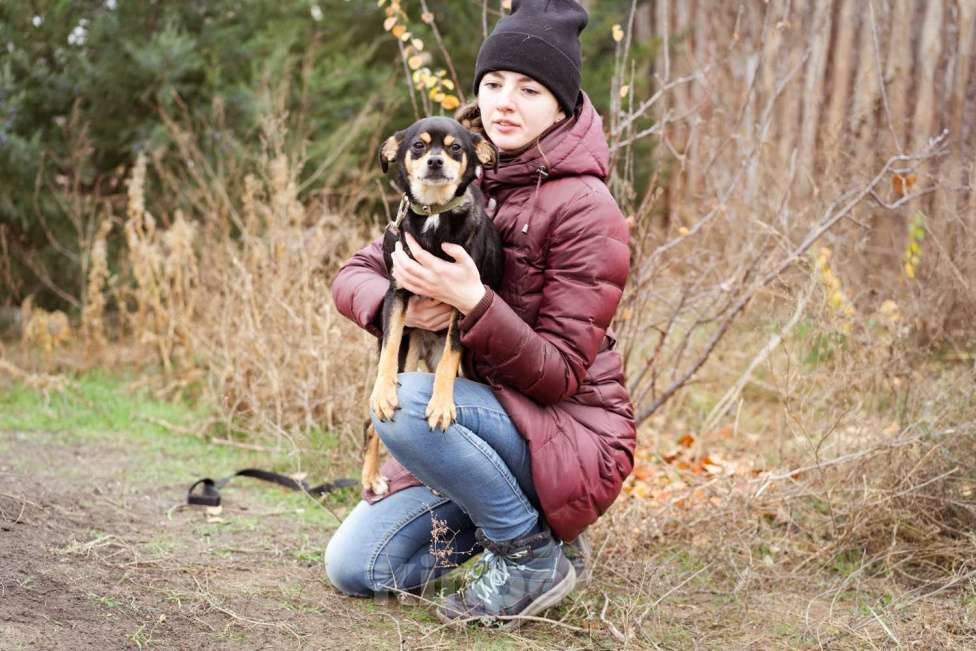Собаки в Москве: Маленькая собачка из приюта ищет дом Девочка, Бесплатно - фото 5