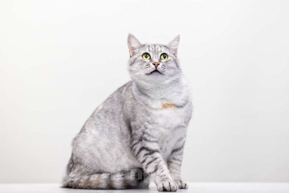 Кошки в Москве: Принцесса Диана Девочка, Бесплатно - фото 4