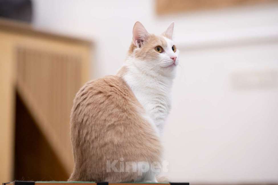 Кошки в Москве: Кошка Мистика в добрые руки Девочка, Бесплатно - фото 3