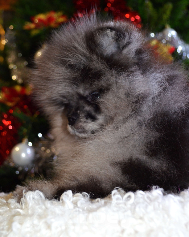 Собаки в Бийске: Щенки померанского щенка Мальчик, 50 000 руб. - фото 1