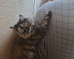 Кошки в Щигре: Кошечка Мотильда (Мотя) Девочка, 5 000 руб. - фото 1