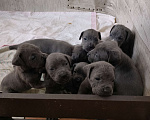 Собаки в Ульяновске: Продам щенков Кане Корсо.  Девочка, 25 000 руб. - фото 3