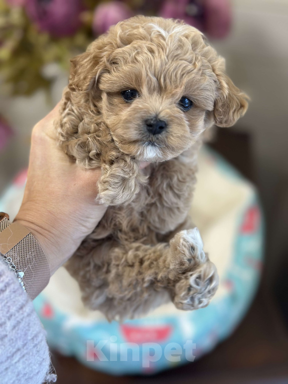 Собаки в других городах Ленинградской области: Красивый малыш Мальчик, 200 000 руб. - фото 2