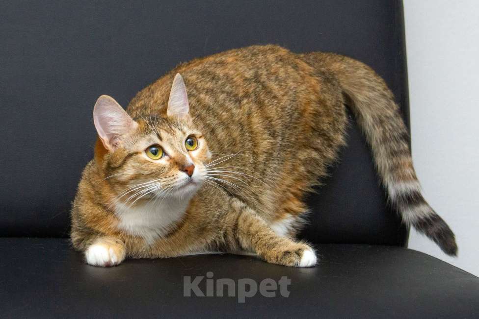 Кошки в Москве: Ищут дом спасенные с улицы котята-подростки! Девочка, Бесплатно - фото 4