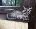 Кошки в Москве: Шотландские котята  Девочка, 5 000 руб. - фото 3