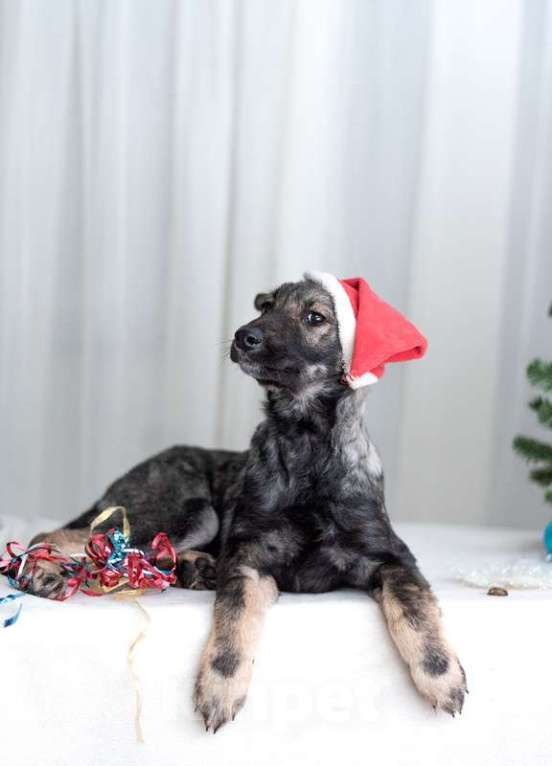 Собаки в Москве: Щенки метисы овчарки в добрые руки Мальчик, Бесплатно - фото 7