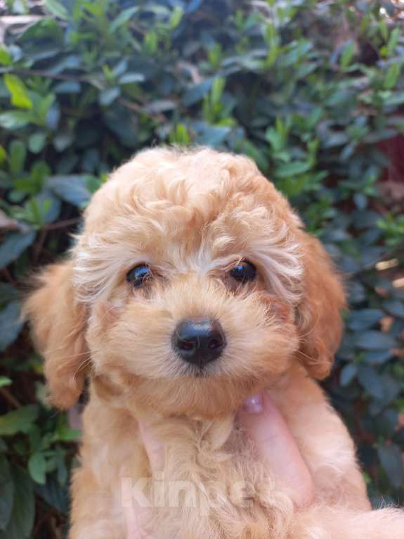 Собаки в Краснодаре: Той-пудель девочка Девочка, Бесплатно - фото 2