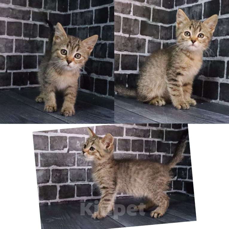 Кошки в Москве: А вот и Поли Девочка, Бесплатно - фото 2