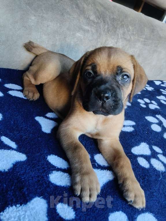 Собаки в других городах Краснодарского края: Кане-Корсо, щенок Девочка, 20 000 руб. - фото 4