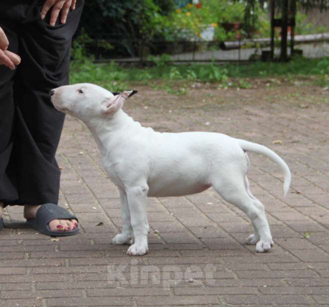 Собаки в Москве: Высокопородные щенки бультерьера Девочка, 120 000 руб. - фото 5