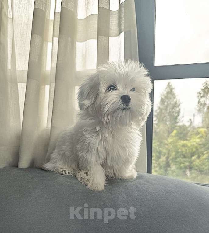 Собаки в Москве: Мальчик мальтезе Мальчик, Бесплатно - фото 2