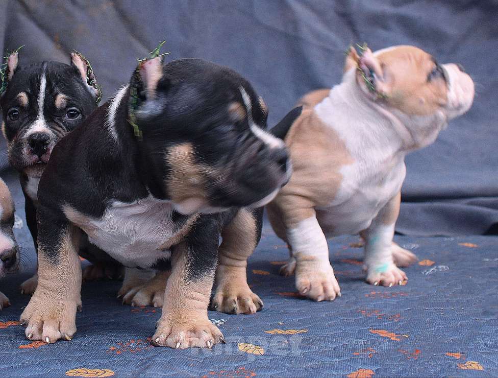 Собаки в других городах Ярославской области: Булли-малыши Девочка, 60 000 руб. - фото 5
