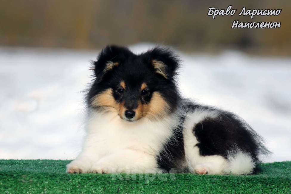 Собаки в Рязани: Небольшая собачка в квартиру Разнополые, 70 000 руб. - фото 7