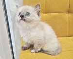 Кошки в Москве: Рэгдолл девочка  Девочка, 40 000 руб. - фото 9