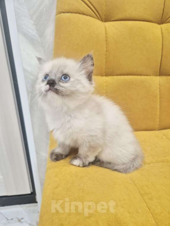 Кошки в Москве: Рэгдолл девочка  Девочка, 40 000 руб. - фото 9
