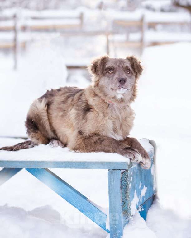 Собаки в Москве: Необычный щенок окраса мерле в дар Девочка, Бесплатно - фото 6