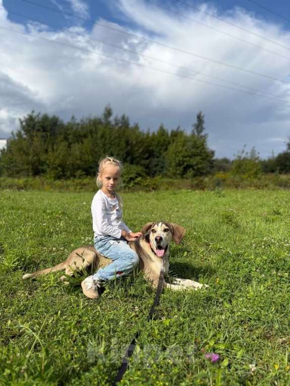 Собаки в Москве: Три года надежды в глазах Рэя. Мальчик, Бесплатно - фото 2