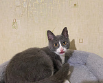 Кошки в Долгопрудном: Котенок в добрые руки Мальчик, Бесплатно - фото 8
