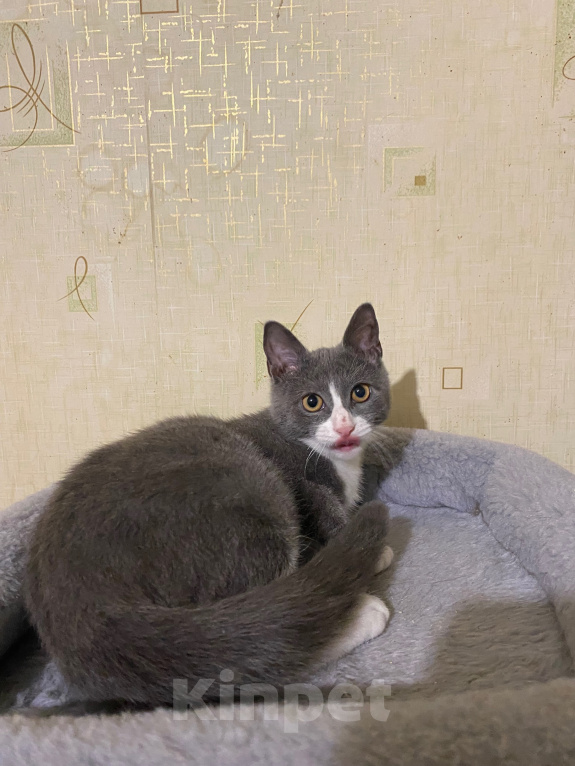 Кошки в Долгопрудном: Котенок в добрые руки Мальчик, Бесплатно - фото 8