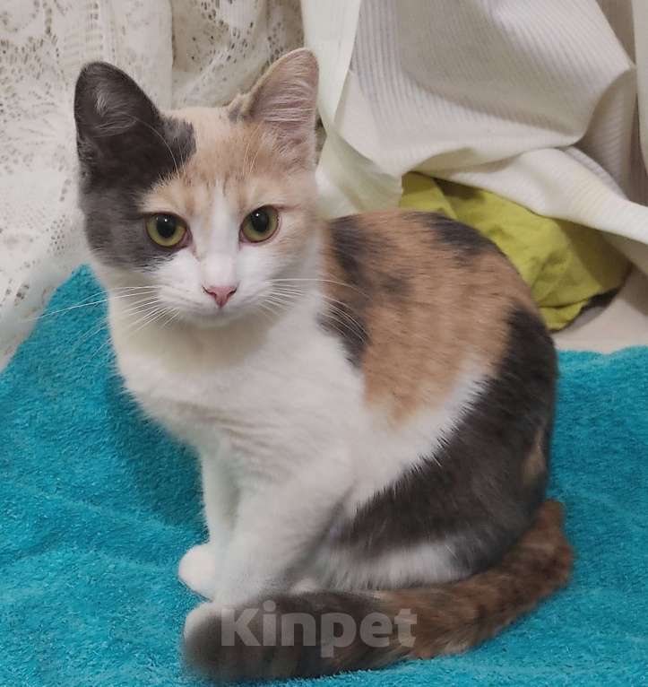 Кошки в Севастополе: Пропала Мурка  Девочка, 10 000 руб. - фото 1