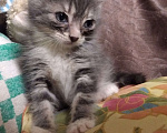 Кошки в Томске: Котёнок в добрые руки Девочка, Бесплатно - фото 10