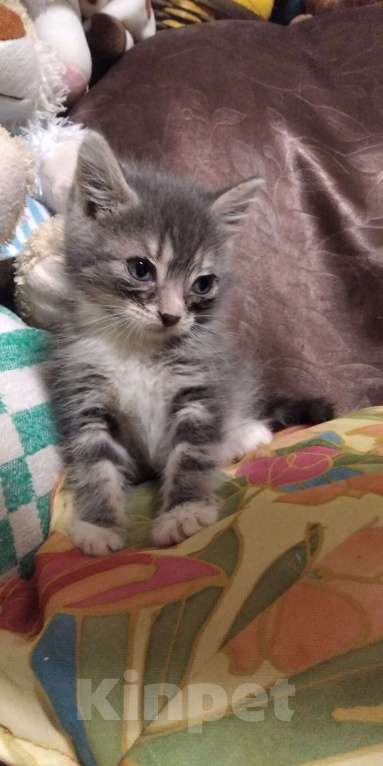 Кошки в Томске: Котёнок в добрые руки Девочка, Бесплатно - фото 10