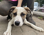 Собаки в Уфе: найдена потерянная собака, потерялась собака Мальчик, Бесплатно - фото 4