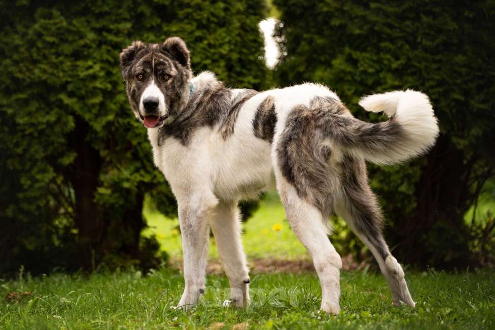 Собаки в Москве: Кавказский волкодав в добрые руки. Мальчик, Бесплатно - фото 5