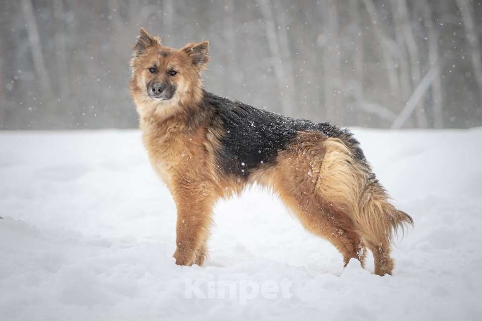 Собаки в Клине: Фисташка — роскошная красавица готова стать частью вашей семьи Девочка, Бесплатно - фото 6