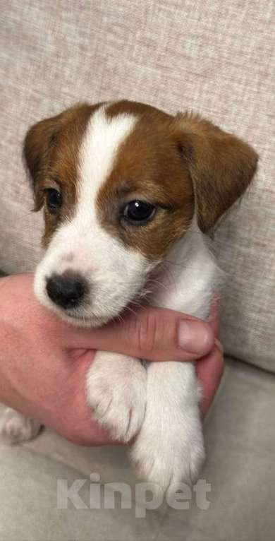 Собаки в Новосибирске: чистокровные щеночки джек рассел терьер Мальчик, 20 000 руб. - фото 5