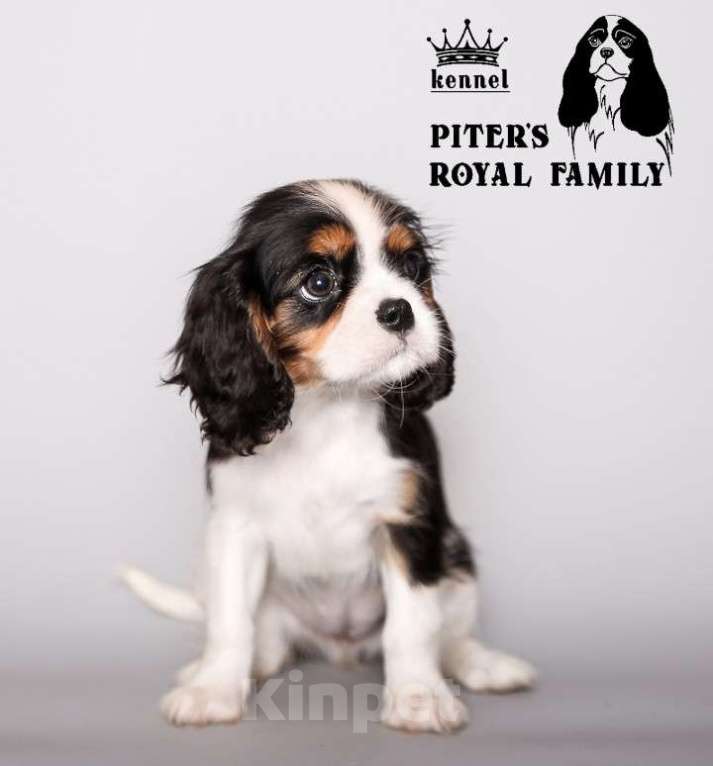 Собаки в Санкт-Петербурге: Шикарная малышка кавалер кинг чарльз спаниеля  Девочка, 150 000 руб. - фото 2