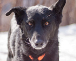 Собаки в Москве: Бывшедомашняя Венди, которую предали, снова мечтает стать счастливой Девочка, Бесплатно - фото 3