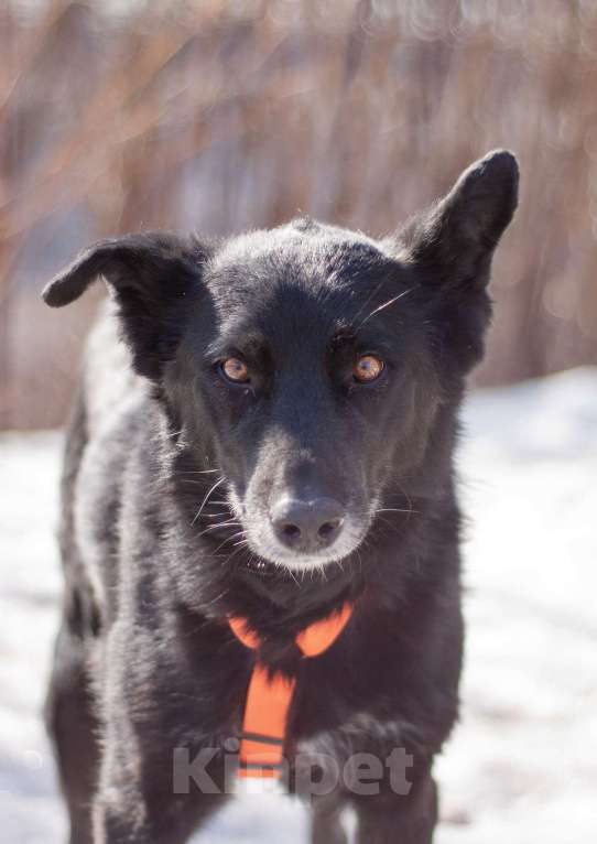 Собаки в Москве: Бывшедомашняя Венди, которую предали, снова мечтает стать счастливой Девочка, Бесплатно - фото 3