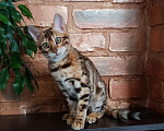 Кошки в Москве: Бенгальская девочка  Девочка, 60 000 руб. - фото 1